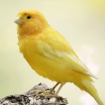 Logo of Canary Bird Sounds android Application 